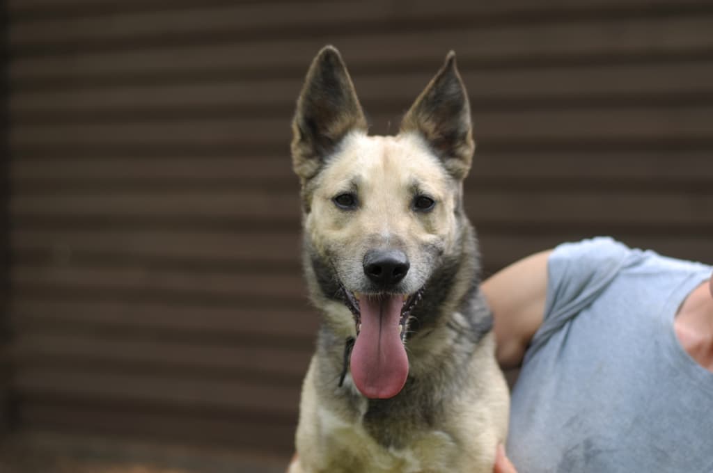 Tło ze zwierzętami