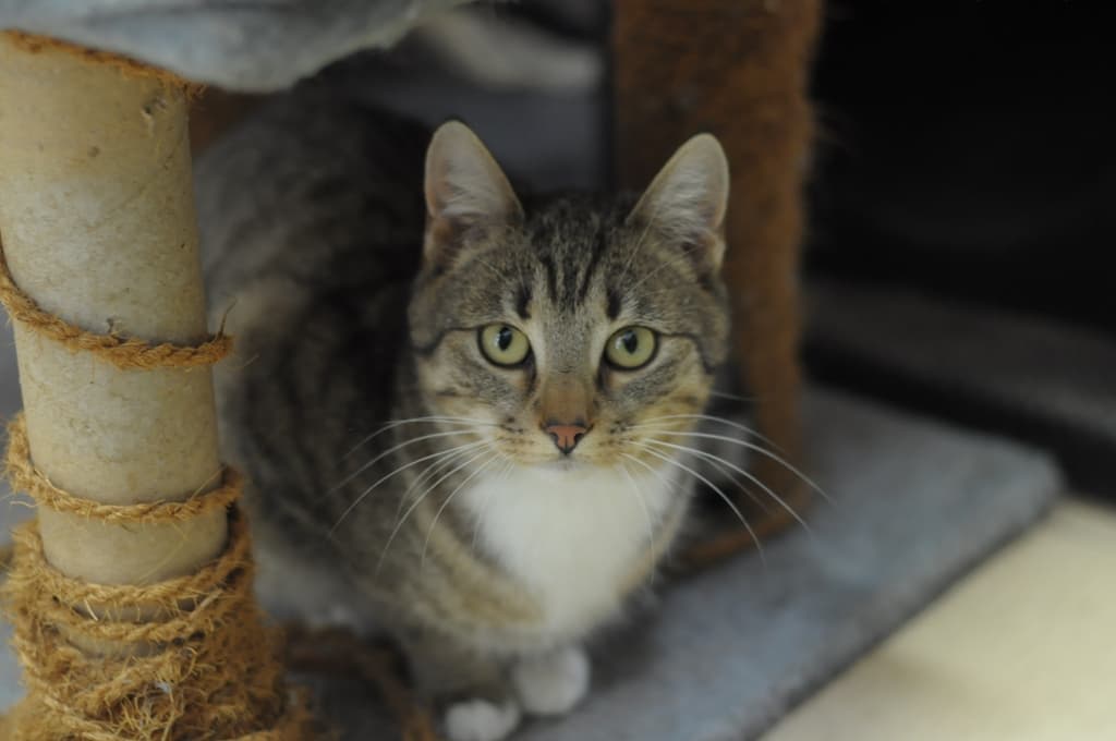 Tło ze zwierzętami