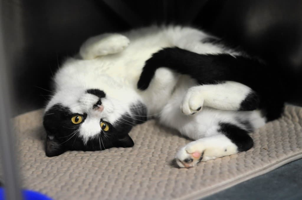 Tło ze zwierzętami