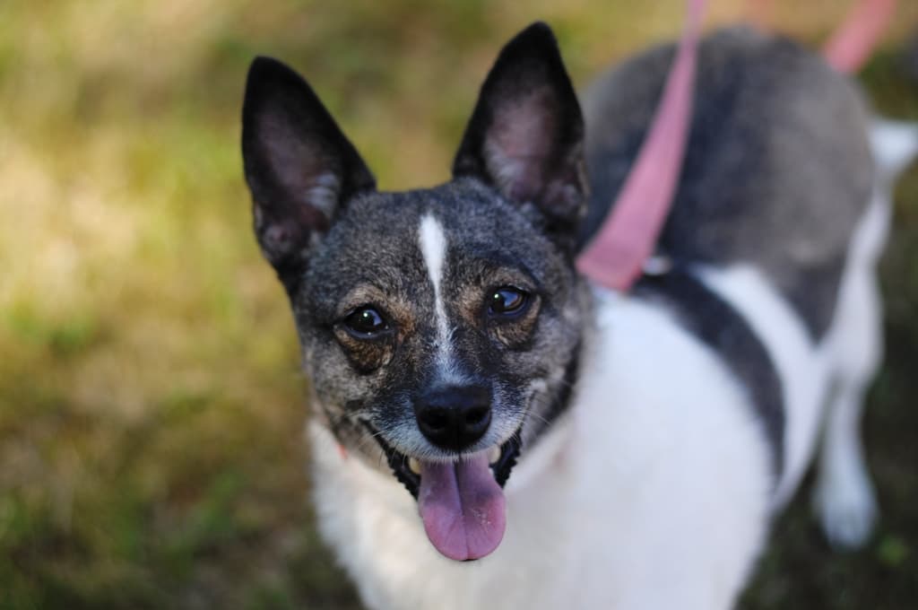 Tło ze zwierzętami