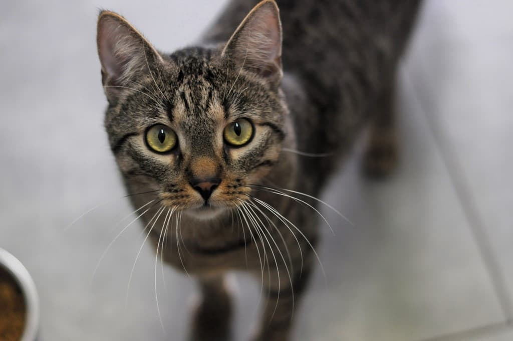 Tło ze zwierzętami